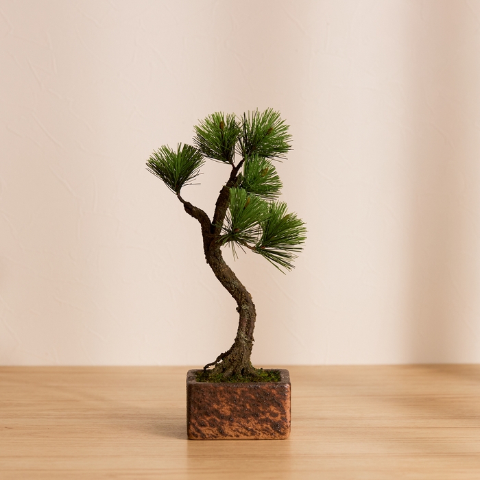 Bunjin 正面 on the 信楽焼鉢