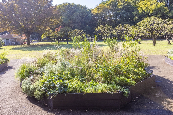 Cガーデンの様子（11月）