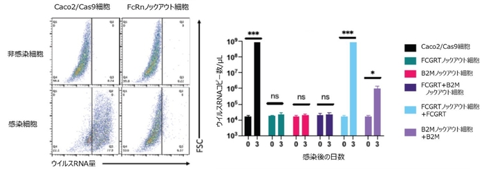 左図:胎児性Fc受容体のサブユニットをコードする遺伝子、FCGRTをノックアウトしたCaco2/Cas9細胞では、古典的ヒトアストロウイルス4型のウイルスRNA増幅が阻害されている。 右図:胎児性Fc受容体をコードする2つの遺伝子、FCGRTとB2M、を単独に、あるいは両方ノックアウトすると、古典的ヒトアストロウイルス1型の感染が阻害される。FCGRTノックアウト細胞に対してFCGRT遺伝子を導入・発現させるとウイルス感受性が復活した。B2M遺伝子でも同様であった。