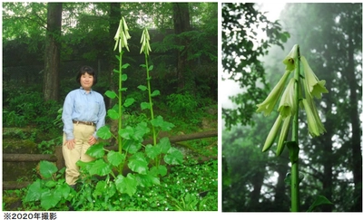 六甲高山植物園 まもなく開花！ 巨大な ヒマラヤウバユリ