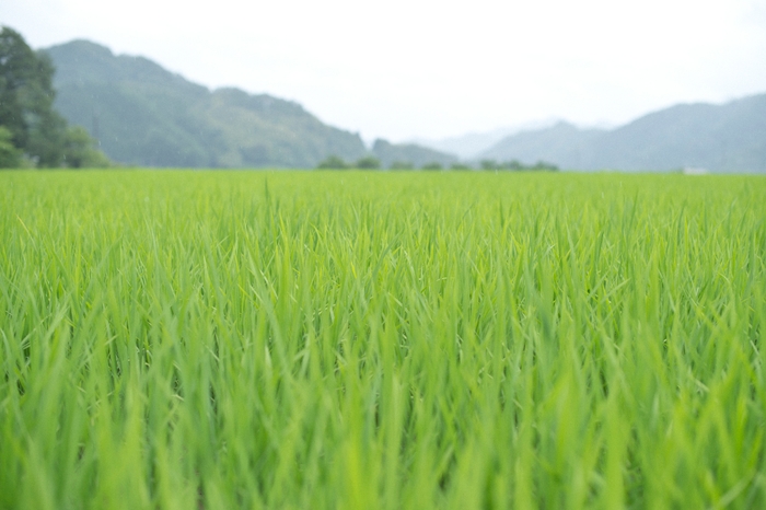コウノトリ育む農法の水田