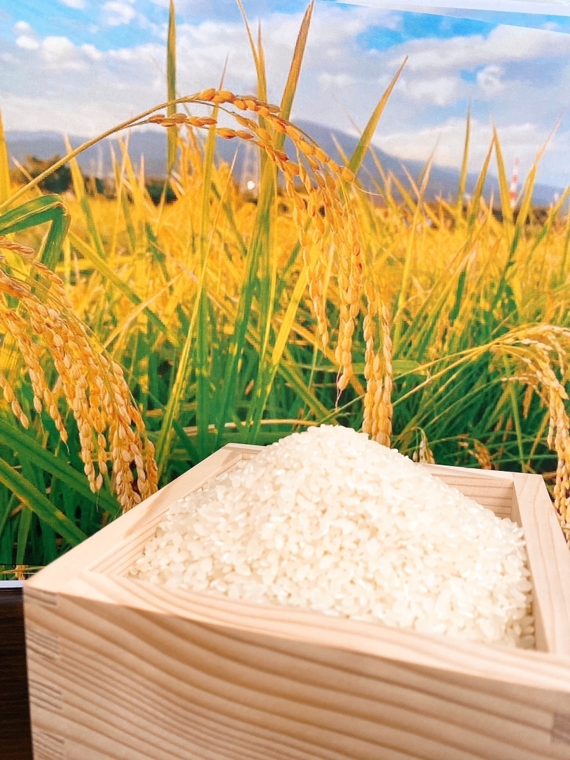 米すくいイメージ