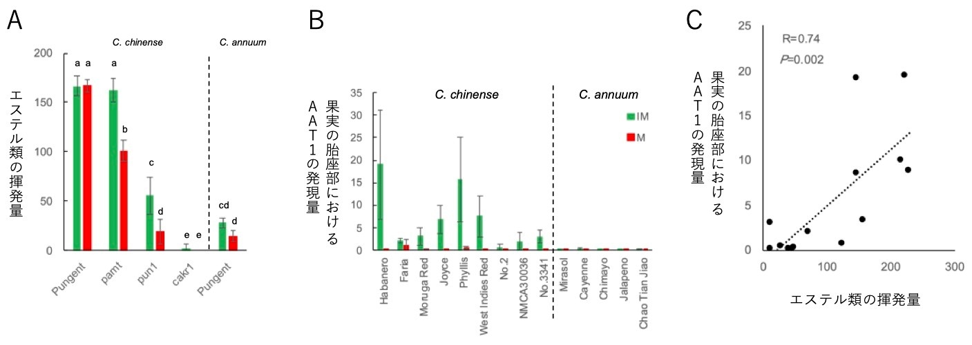 図2 トウガラシのchinense種およびannuum種における香りと遺伝子の調査 (A)果実におけるエステル類の揮発量はchinenseの辛味品種(Pungent)で多く、annuumでは少ない。chinenseのpAMTの変異系統では辛味品種と同等で、CaKR1の変異系統では少ない。(B)AAT1の遺伝子発現量はchinenseで高く、annuumでは低い。(C)AAT1の果実での遺伝子発現量はエステル類の揮発量と正の相関を示す。図中の緑は未熟果実、赤は成熟果実のデータを示す。