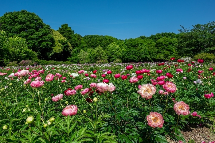 5月に入ると芍薬が見頃を迎えます