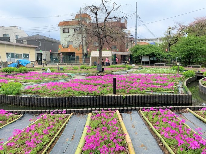 浮間ヶ原桜草圃場(過去の様子)
