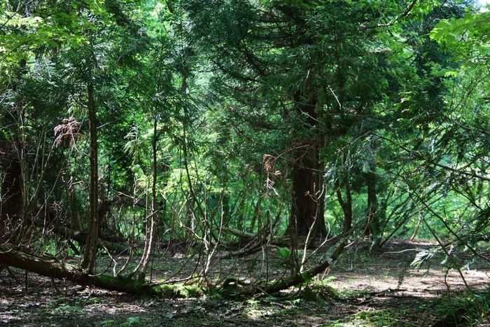 豊かな森には300種以上の薬草薬樹が茂る