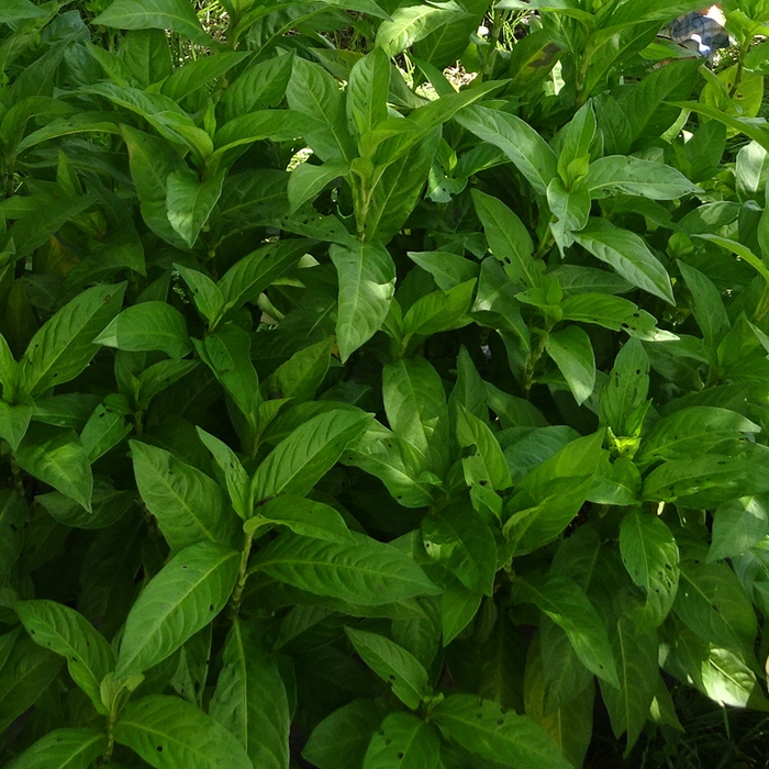 蓼藍(たであい)