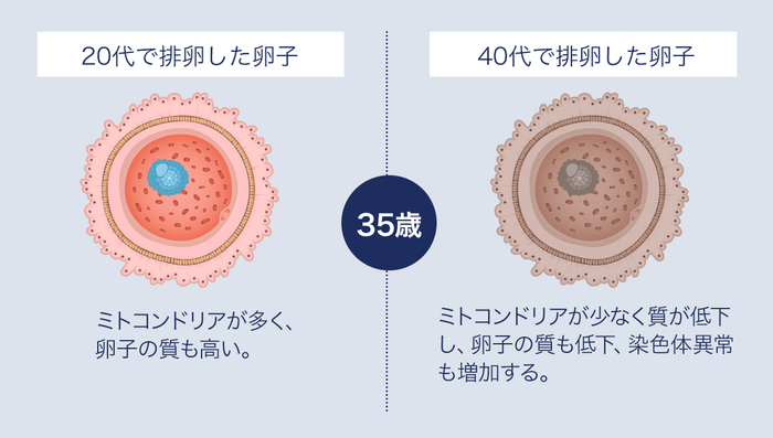 20代で排卵した卵子と40代で排卵した卵子の比較
