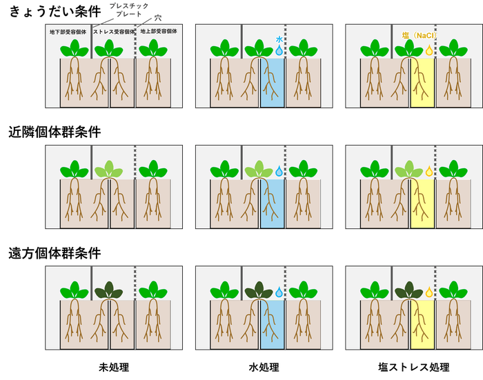 図2.実験デザインの概要。植物の色の違いは遺伝的な違いを示す。
