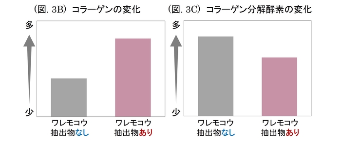 (図. 3B) コラーゲンの変化 / (図. 3C) コラーゲン分解酵素の変化