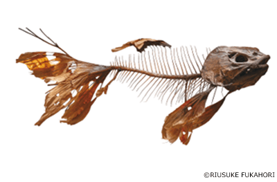 《天樫ノ緋魚》2009年