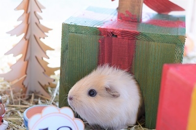 可愛いモルモットがクリスマスパーティー開催?!