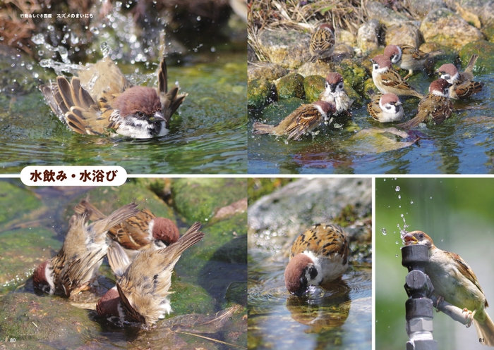 行動&しぐさ図鑑 水飲み&水浴び