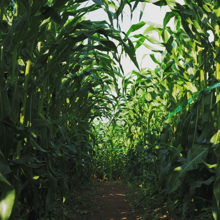 まるでとうもろこしの秘密トンネル