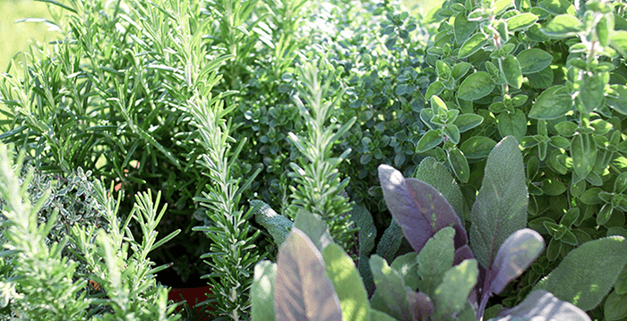 ハーブイメージ