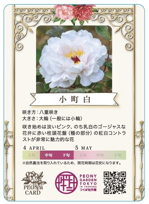 新登場のトレーディングカード