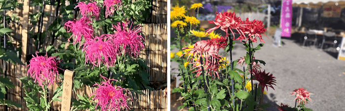 左：伊勢菊（初日出）（昨年の様子）　右：江戸菊（春日）（昨年の様子）
