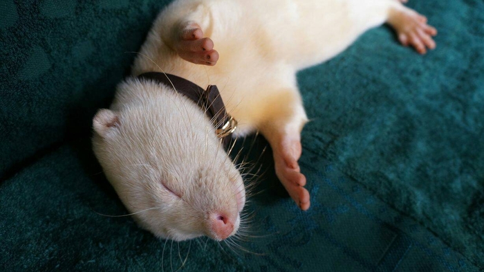 奇跡の白いコツメカワウソ