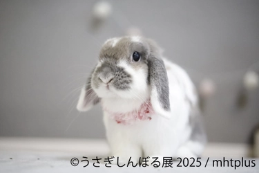 ＼祝9周年／“うさぎの魅力”が詰まった作品展示＆限定グッズ、 さらにワークショップまで！「うさぎしんぼる展 2025」 9月19日(金)～10月13日(月・祝日) 東京にて開催