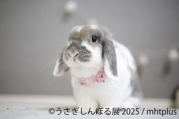 展示作品:mhtplus