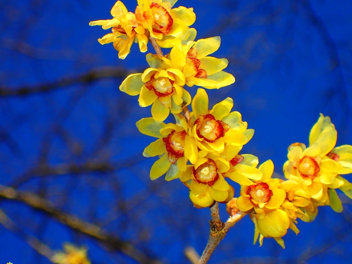 和臘梅 イメージ