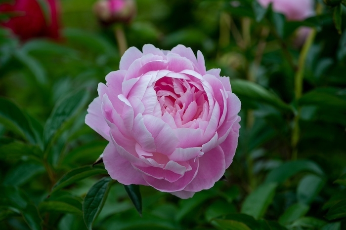 プリンセスマーガレット