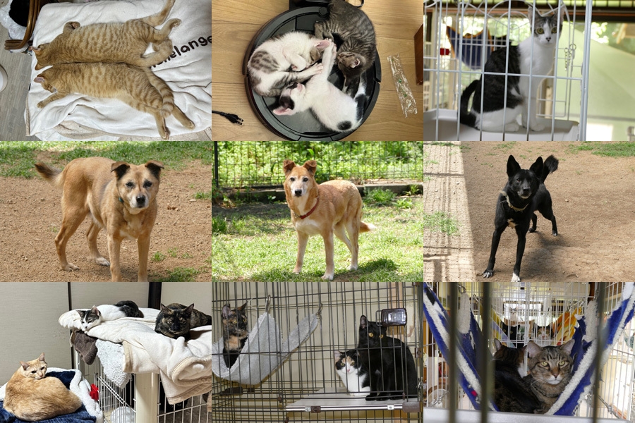 施設にいる犬猫たち