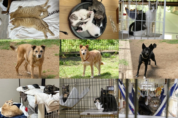 熊本の動物愛護団体「ドッグレスキュー熊本」が 保護施設移転に伴う古民家改修に向けクラファン再チャレンジ！ CAMPFIREで7月31日まで