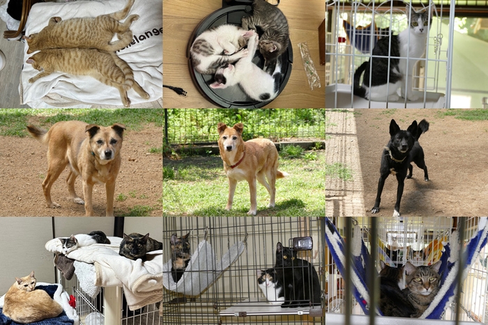 施設にいる犬猫たち