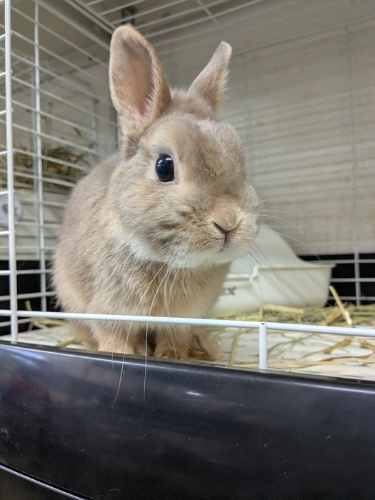 保護うさぎさん