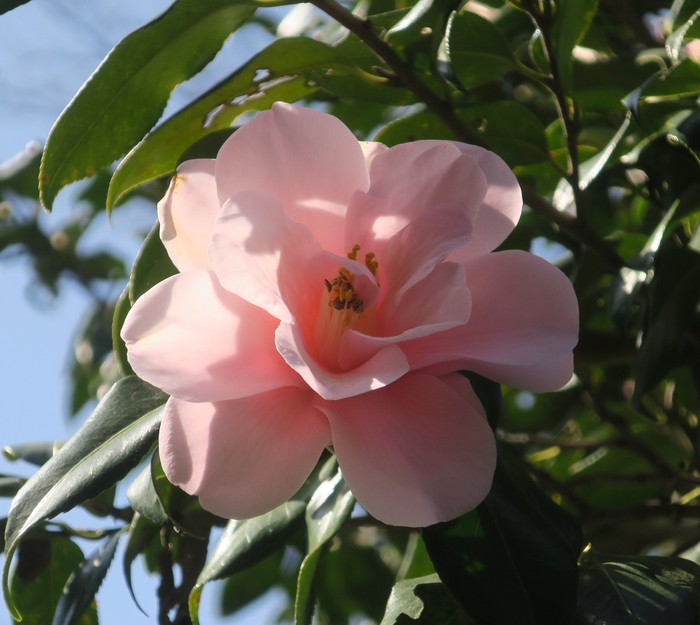 ツバキ‘神代都鳥’　