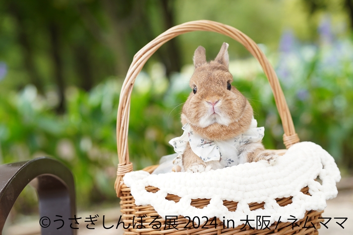 展示作品(7)