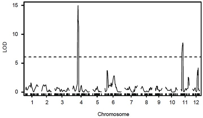 ベゴモウイルス抵抗性のGR1と、感受性のHabaneroの交雑F2集団を用いた連鎖解析で、第4染色体と第11染色体に抵抗性に関わる遺伝子領域を検出　縦軸：LOD※5　横軸：Chromosome（染色体）