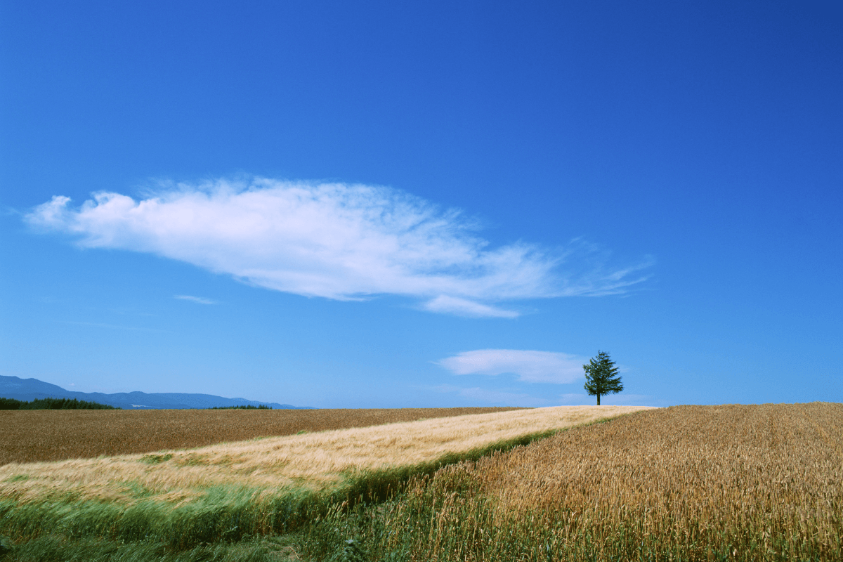 一粒の麦からはじまる おいしい物語...