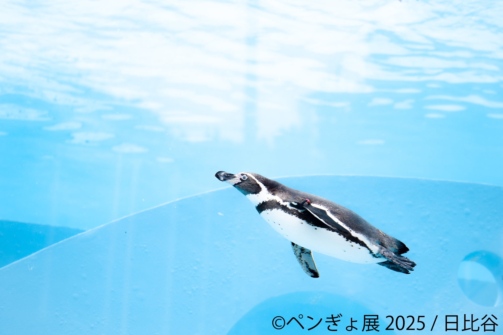 ペンギン 展示作品:日比谷
