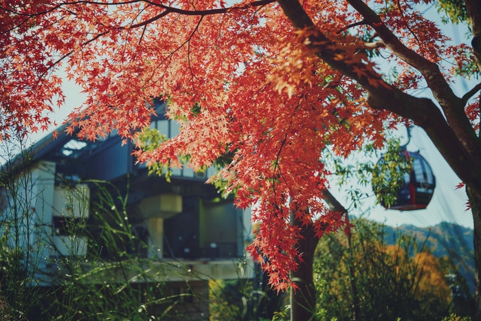 ロープウェイの車窓から眺める紅葉(1)