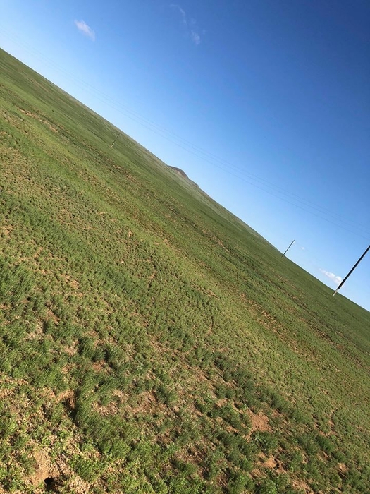 標高2,000m付近 アルタイ山脈