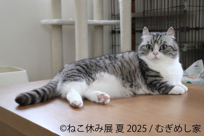 ねこ休み展 展示作品:むぎめし家