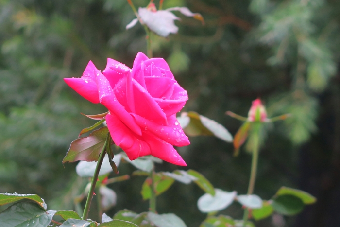 ビッグ・ドリーム(10月18日撮影)