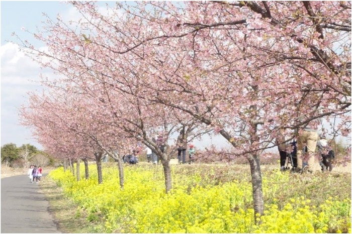 木戸川の堤防沿いは隠れた花の名所!