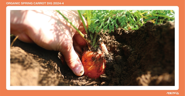 有機春にんじん収穫体験イベントイメージ画像④