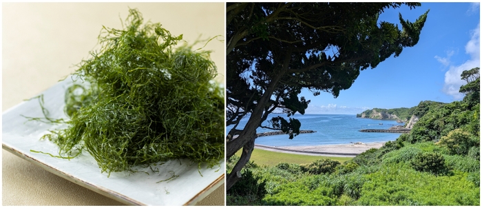 千葉県いすみ市発、希少な“陸上養殖青のり”の香り