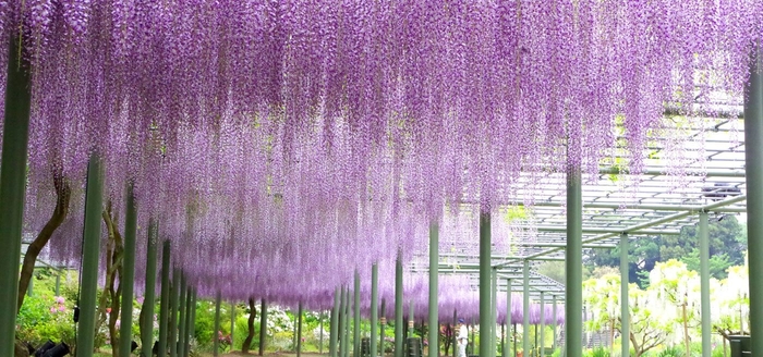 4月下旬ごろ見頃予定の藤