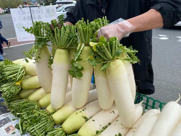 大根葉っぱ両手掴み放題(2/2~計3回予定)