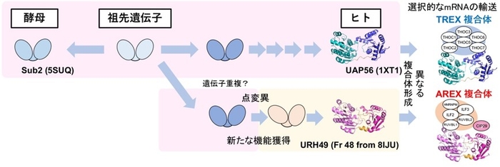 2種類のバルクmRNA輸送体の複合体
