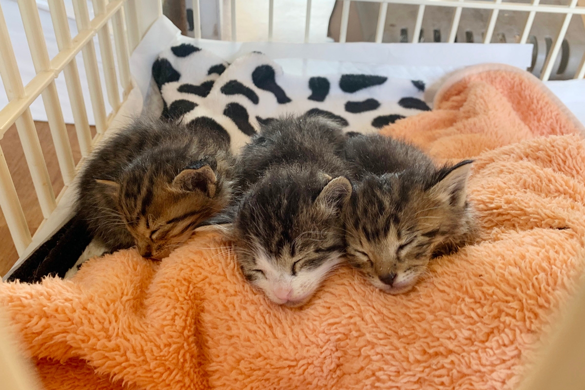 保護した仔猫達