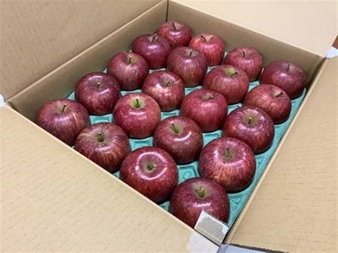 【陸前高田市:産直はまなす陸前高田】ご家庭用りんご 5㎏小玉(16~20玉入)