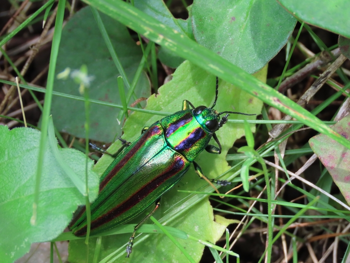 ヤマトタマムシ