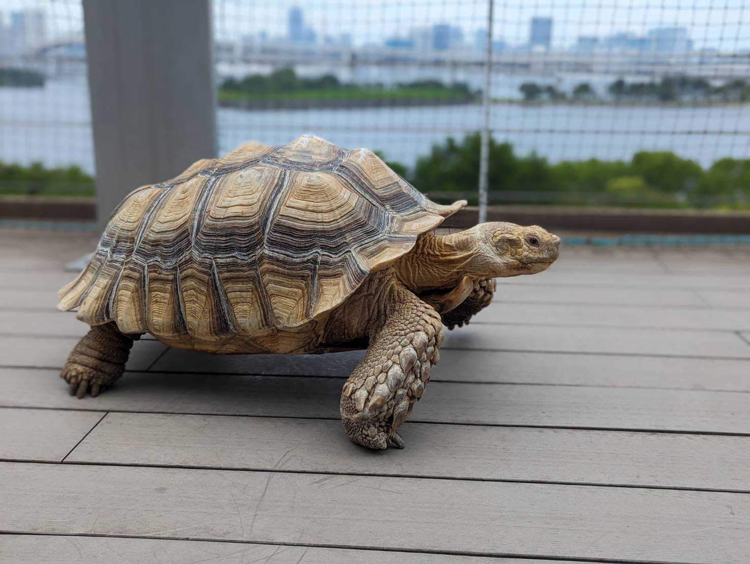 体重40kg超えの大型リクガメのケヅメリクガメ:テラスをのそのそとお散歩中です
