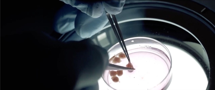 動物の胚から細胞組織を採取している様子